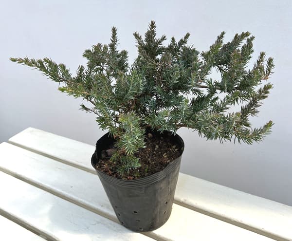 コニファー(這性):サンフラワー5号ポット