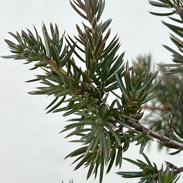 コニファー(這性):サンフラワー5号ポット