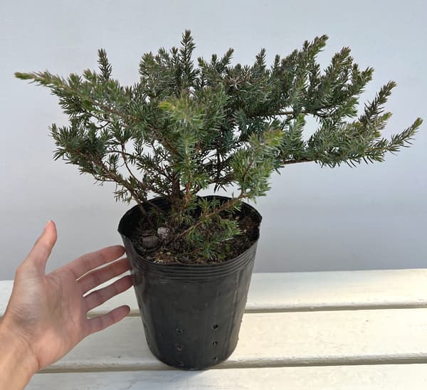 コニファー(這性):サンフラワー5号ポット