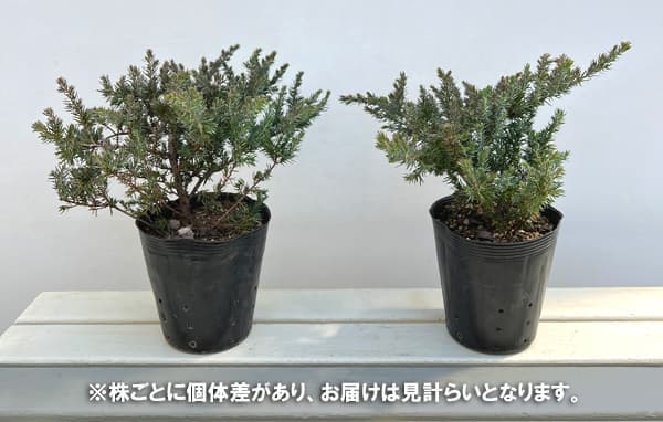 コニファー(這性):サンフラワー5号ポット