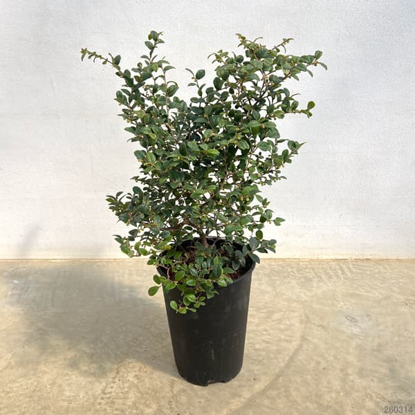 トキワマンサク：コンパクタ6号ポット