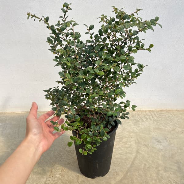 トキワマンサク：コンパクタ6号ポット