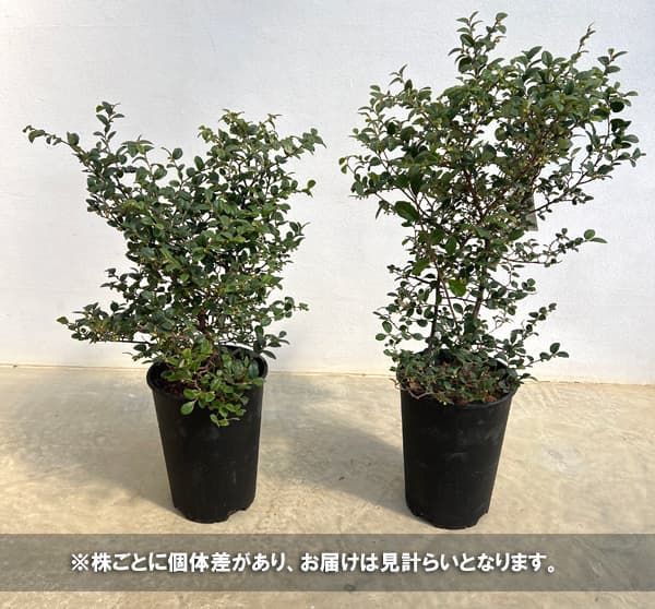 トキワマンサク：コンパクタ6号ポット