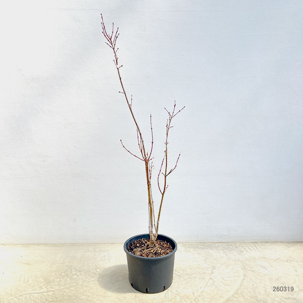 モミジ（カエデ）：ジョーダン7号ポット