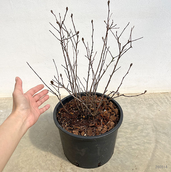 シロバナマンサク（フォサギラ）：ブルーミスト7号鉢植え