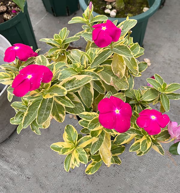 ニチニチソウ：ピナシェ（斑入り）3.5号ポット