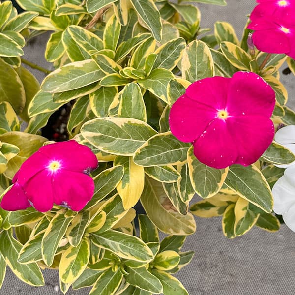 ニチニチソウ：ピナシェ（斑入り）3.5号ポット