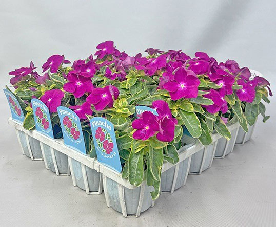 [26年4月下旬予約]ニチニチソウ：ピナシェ（斑入り）3.5号ポット