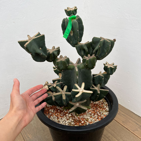 サボテン：ハシラサボテンブランチ仕立て　10号鉢植え26-01