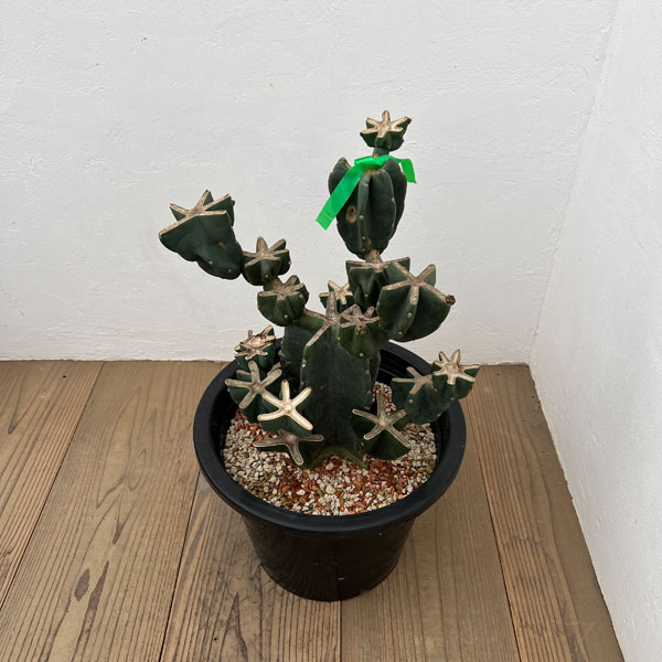 サボテン：ハシラサボテンブランチ仕立て　10号鉢植え26-01