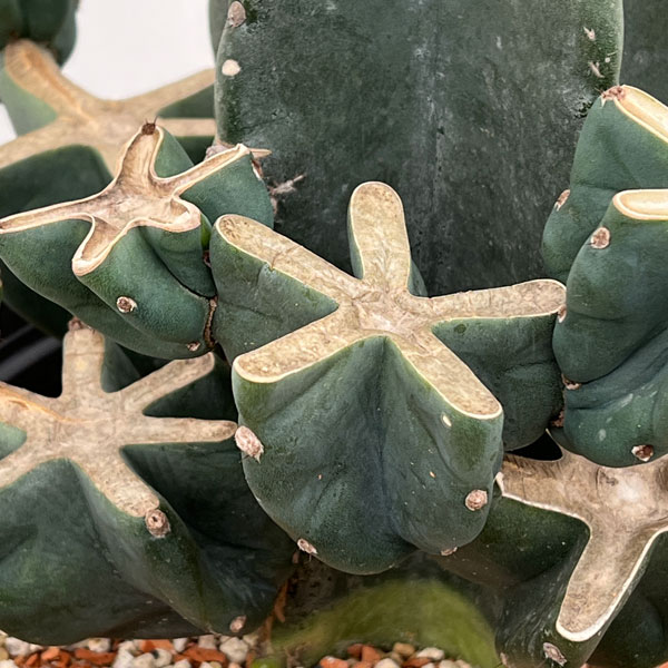 サボテン：ハシラサボテンブランチ仕立て　10号鉢植え26-01