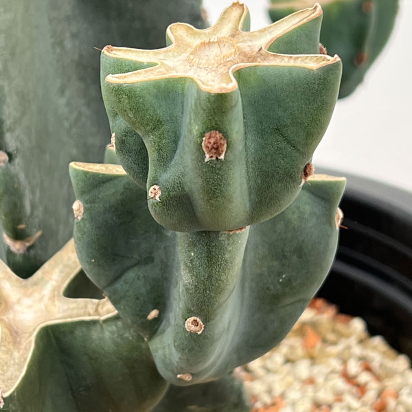 サボテン：ハシラサボテンブランチ仕立て　10号鉢植え26-01