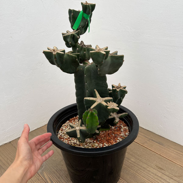 サボテン：ハシラサボテンブランチ仕立て　10号鉢植え26-02