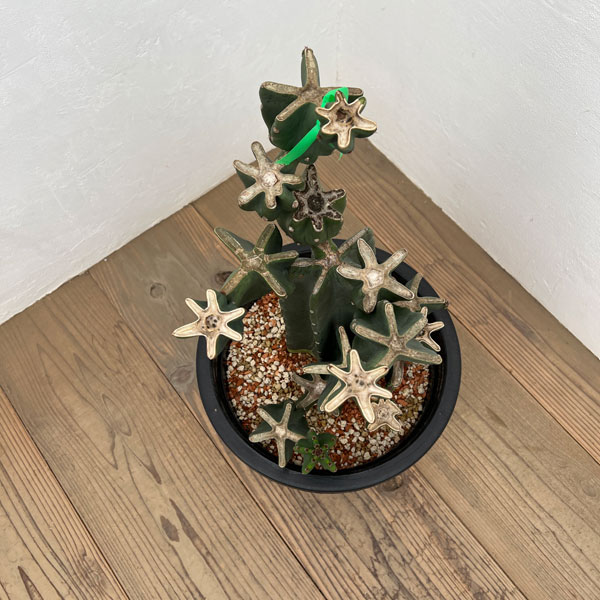 サボテン：ハシラサボテンブランチ仕立て　10号鉢植え26-02