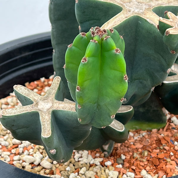 サボテン：ハシラサボテンブランチ仕立て　10号鉢植え26-02