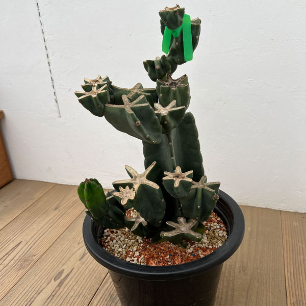 サボテン：ハシラサボテンブランチ仕立て　10号鉢植え26-02