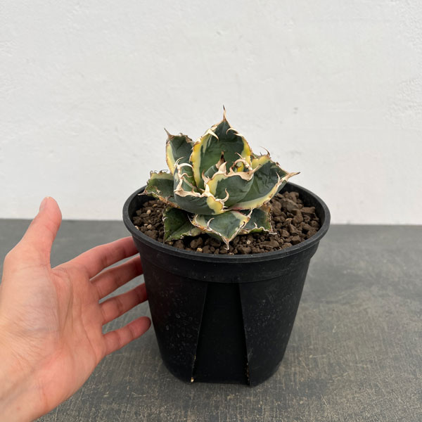 アガベ：チタノタ　白鯨斑入り　5号鉢植え26-01