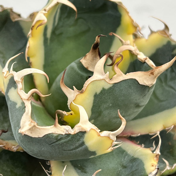 アガベ：チタノタ　白鯨斑入り　5号鉢植え26-01