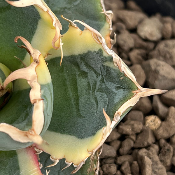 アガベ：チタノタ　白鯨斑入り　5号鉢植え26-01