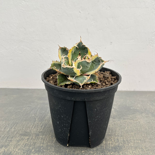 アガベ：チタノタ　白鯨斑入り　5号鉢植え26-01