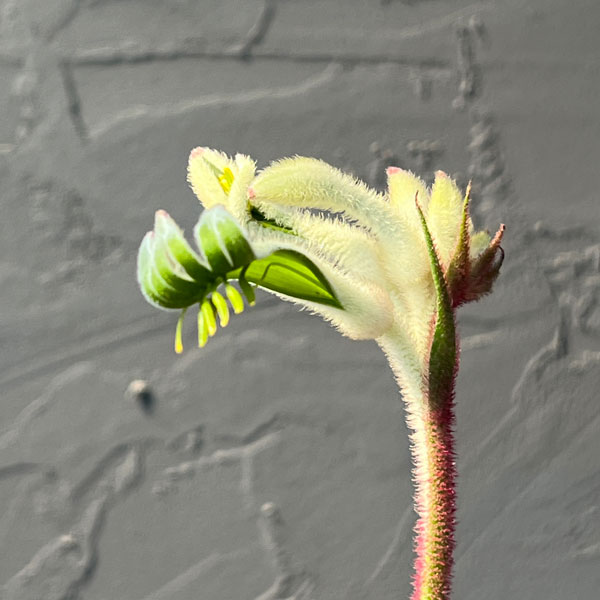 カンガルーポー：ビックホワイト （白）7号鉢植え