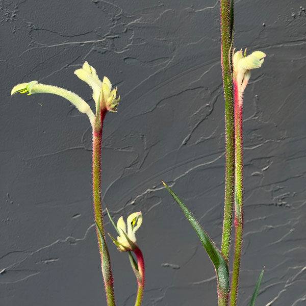 カンガルーポー：ビックホワイト （白）7号鉢植え