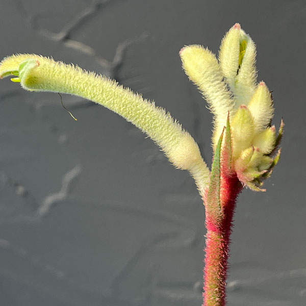 カンガルーポー：ビックホワイト （白）7号鉢植え