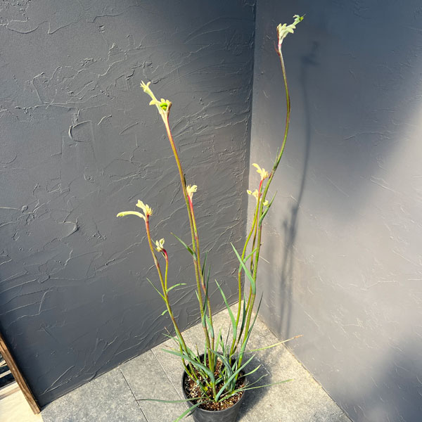 カンガルーポー：ビックホワイト （白）7号鉢植え