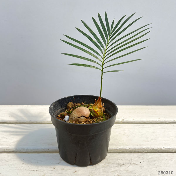 ソテツ（蘇鉄）3号ポット