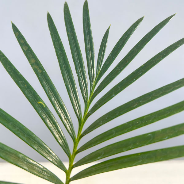 ソテツ（蘇鉄）3号ポット