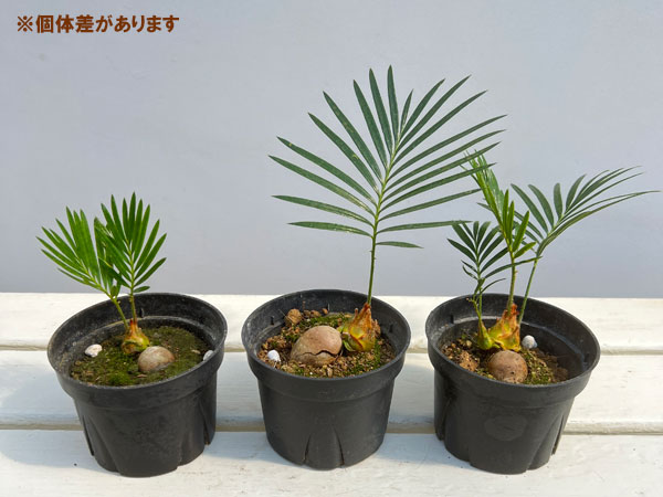 ソテツ（蘇鉄）3号ポット