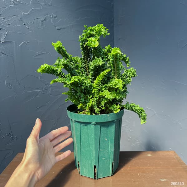 ネフロレピス：エミーナ（エミナ）5号鉢植え