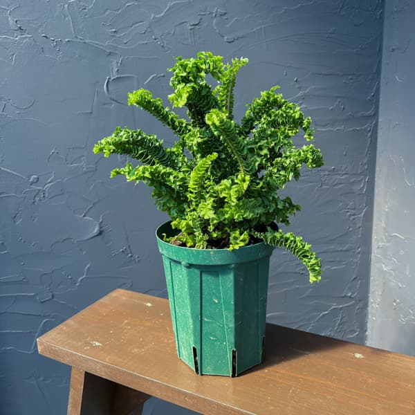 ネフロレピス：エミーナ（エミナ）5号鉢植え