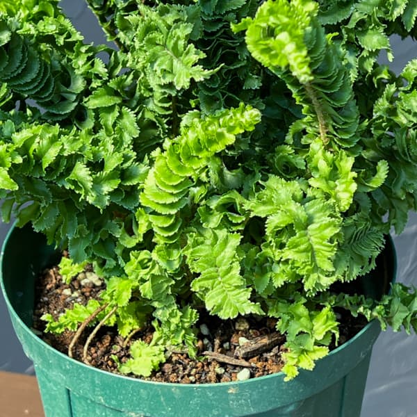 ネフロレピス：エミーナ（エミナ）5号鉢植え