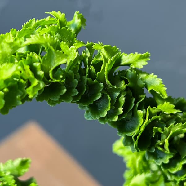 ネフロレピス：エミーナ（エミナ）5号鉢植え