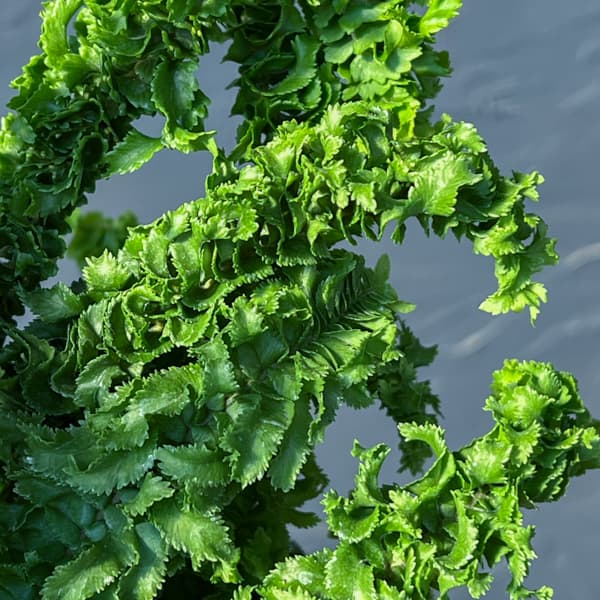 ネフロレピス：エミーナ（エミナ）5号鉢植え