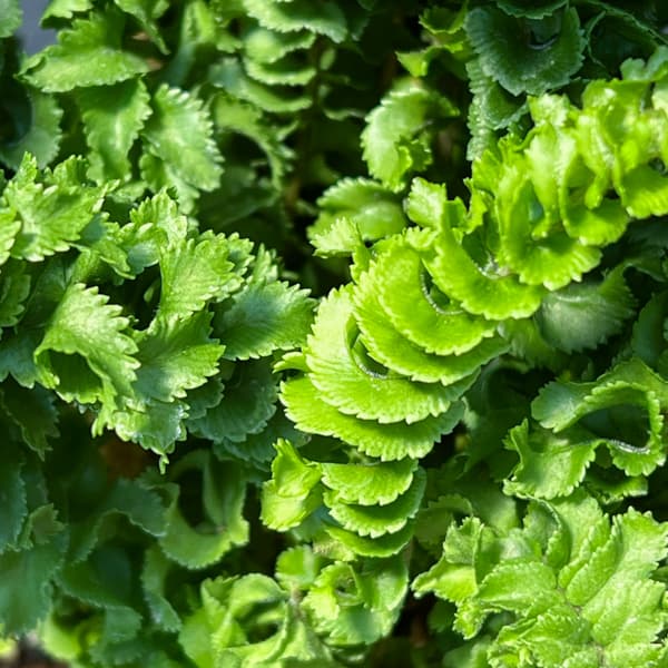 ネフロレピス：エミーナ（エミナ）5号鉢植え