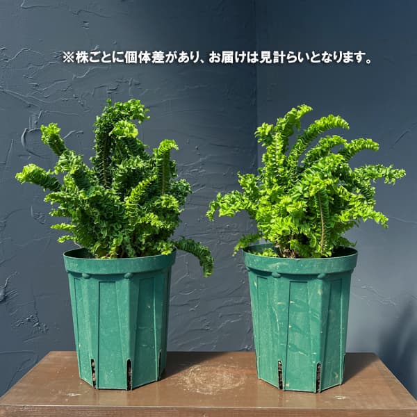 ネフロレピス：エミーナ（エミナ）5号鉢植え