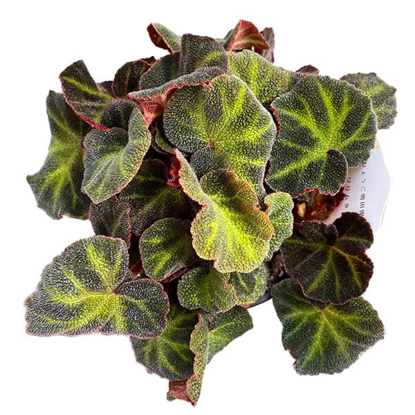 ベゴニア：ソリムタータ　3.5号ポット