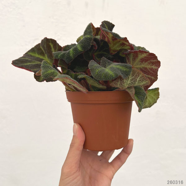 ベゴニア：ソリムタータ　3.5号ポット