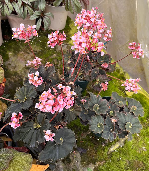 ベゴニア：ダークマンボ3.5号ポット*