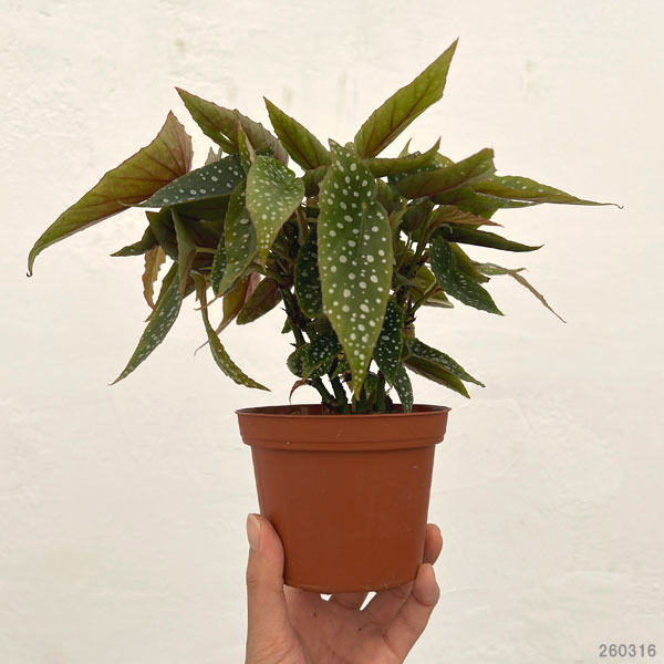 ベゴニア：ホワイトアイス　3.5号ポット