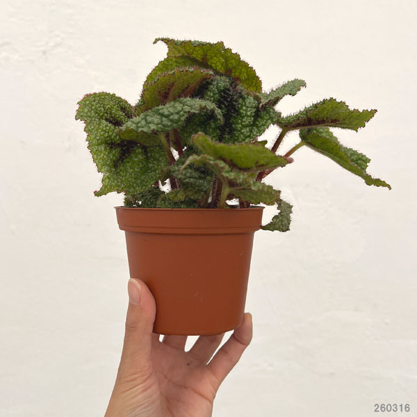 ベゴニア：マッソ二アーナ　3.5号ポット