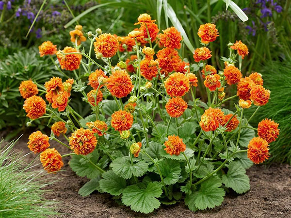 ゲウム（西洋ダイコンソウ）：オレンジパンプキン4号ポット