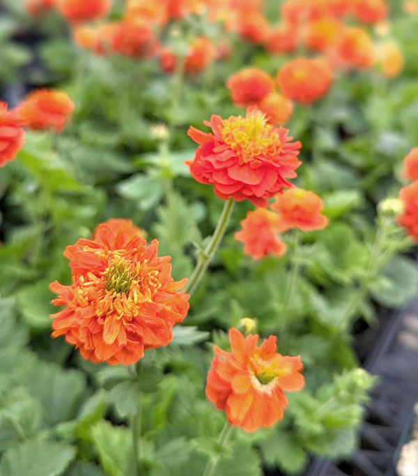 ゲウム（西洋ダイコンソウ）：オレンジパンプキン4号ポット