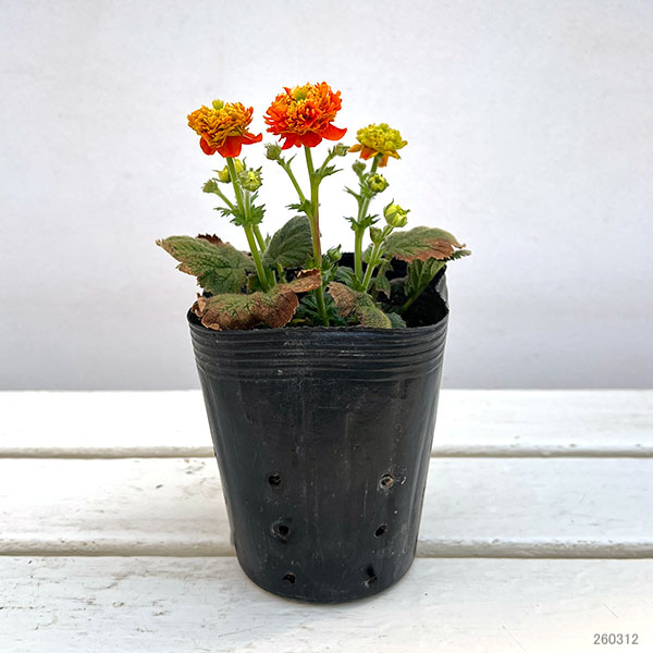 ゲウム（西洋ダイコンソウ）：オレンジパンプキン4号ポット