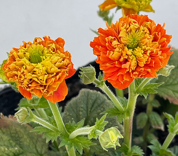 ゲウム（西洋ダイコンソウ）：オレンジパンプキン4号ポット