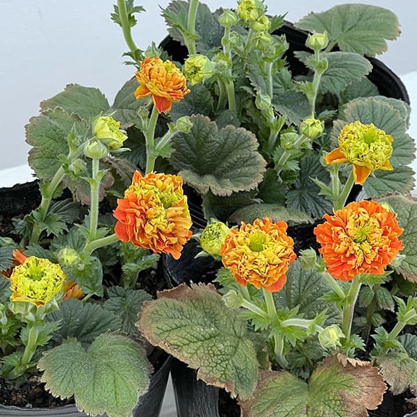 ゲウム（西洋ダイコンソウ）：オレンジパンプキン4号ポット