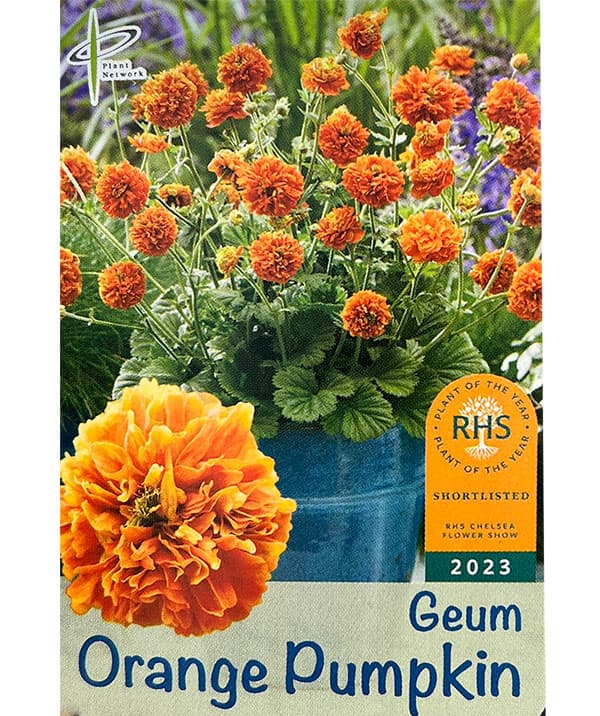 ゲウム（西洋ダイコンソウ）：オレンジパンプキン4号ポット
