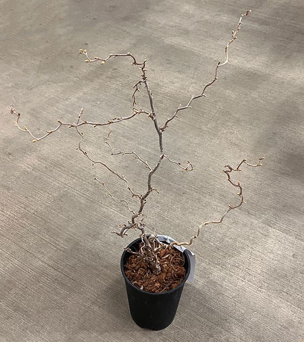 ハシバミ（コルリス）：メデューサ6号鉢植え